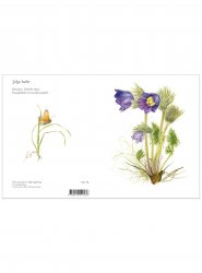 Blomsterkort soliga backar 11x15 cm, Maj Fagerberg