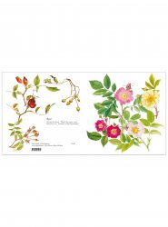 Blomsterkort rosor 15x15 cm, Maj Fagerberg