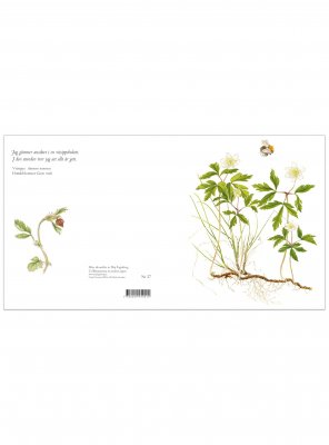 Blomsterkort vitsippa 15x15 cm, Maj Fagerberg