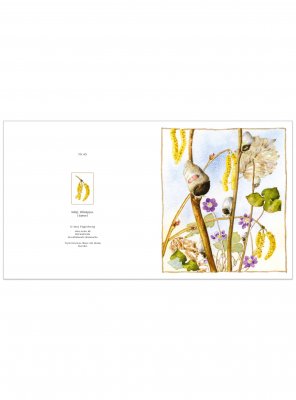 Blomsterkort sälg, blåsippa, hassel 14x15 cm, Maj Fagerberg