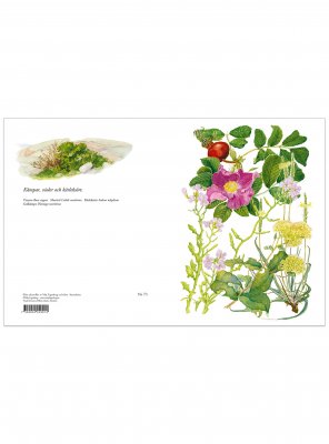 Blomsterkort kämpar violer 11x15 cm, Maj Fagerberg